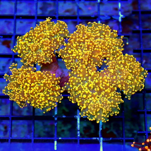 WYSIWYG 6.5X6.5 XL SUPER HOME DEPOT ORANGE HANDPICKED BY SCOTT BRANCHING OCTOSPAWN-INCREDIBLE COLOR live coral for sale - Extreme Corals