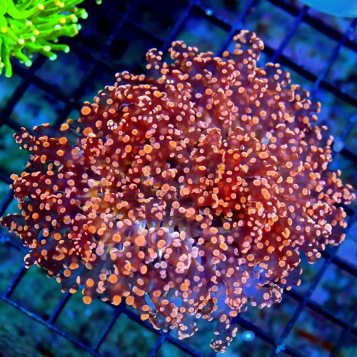 WYSIWYG 6X4 XL SUPER HOME DEPOTORANGE HANDPICKED BY SCOTT OCTOSPAWN-INCREDIBLE COLOR live coral for sale - Extreme Corals