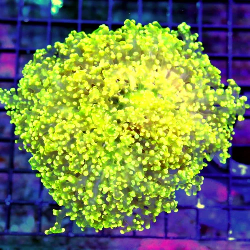 WYSIWYG 5.5X5.5 SUPER SUPER RARE YELLOW ULTRA COLORED STUNNING CENTERPIECE OCTOSPAWN live coral for sale - Extreme Corals