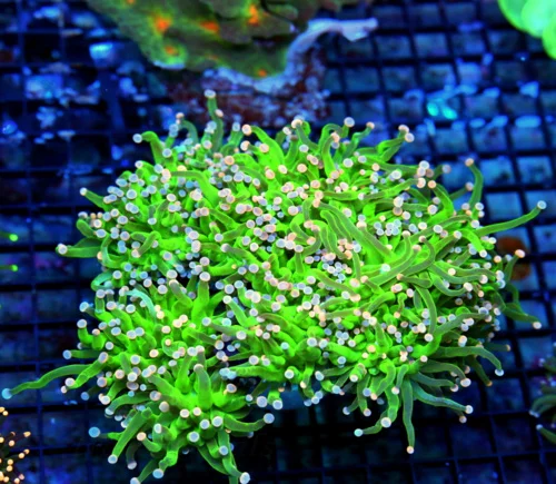 WYSIWYG 6X6 OUT OF THIS WORLD "MIAMI HURRICANE ULTRA GRADE" INO TORCH-COLLECTOR ITEM VERY BRIGHT!! live coral for sale - Extreme Corals