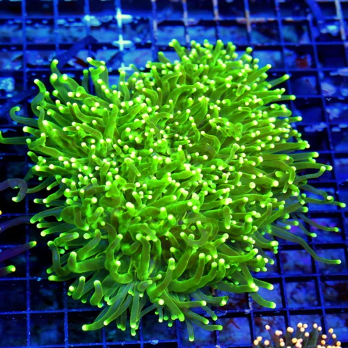 WYSIWYG 7X7 XXL  HANDPICKED BY SCOTT-SUPER SUPER RARE COLORED BLOWPOP TORCH CORAL live coral for sale - Extreme Corals