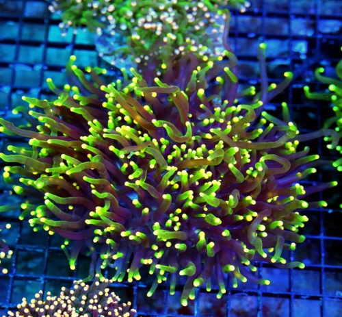 WYSIWYG 7X7 XXL  HANDPICKED BY SCOTT-SUPER SUPER RARE COLORED BLOWPOP TORCH CORAL live coral for sale - Extreme Corals