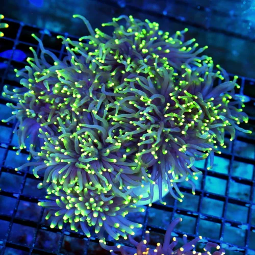 WYSIWYG 7X7 OUT OF THIS WORLD XXL PURPLE MULTICOLORED YELLOW TIPPED COLLECTORS ITEM TORCH live coral for sale - Extreme Corals