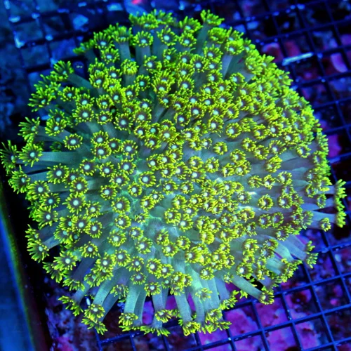 WYSIWYG 8X8 BLUE EYED ULTRA FLORESCENT NEON TOXIC YELLOW "BLUE JEWELED EYED" INDO GONIOPORA live coral for sale - Extreme Corals