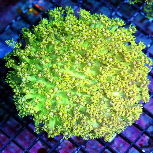 WYSIWYG 10X10 BLUE EYED ULTRA FLORESCENT NEON TOXIC YELLOW "BLUE JEWELED EYED" INDO GONIOPORA live coral for sale - Extreme Corals