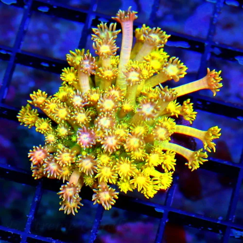 WYSIWYG 3 INCH "ULTRA RAINBOW YELLOW AND RED" SUPER SHOW GONIOPORA-UNREAL!! live coral for sale - Extreme Corals