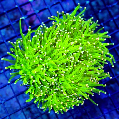 WYSIWYG 6X5 OUT OF THIS WORLD "MIAMI HURRICANE ULTRA GRADE" INO TORCH-COLLECTOR ITEM VERY BRIGHT!! live coral for sale - Extreme Corals