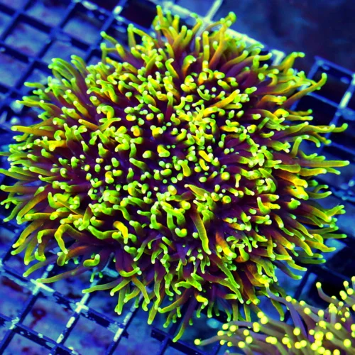 WYSIWYG 6.5X6.5 XL ULTIMATE SHOWPIECE "HELLFIRE-DRAGON SOUL MORPH" INDO COLLECTOR CENTERPIECE live coral for sale - Extreme Corals