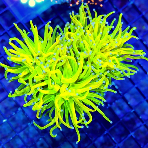 WYSIWYG 5.5X5 ONE OF THE VERY BRIGHTEST ULTRA "HOLY GRAIL TORCH" YOU WILL EVER SEE!! live coral for sale - Extreme Corals