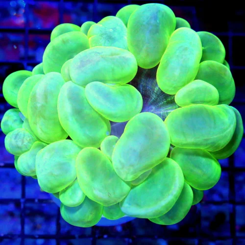 WYSIWYG 5X5 XL ULTRA LIME GREEN BLUE YELLOW ULTRA COLORED INDO BUBBLE CORAL live coral for sale - Extreme Corals