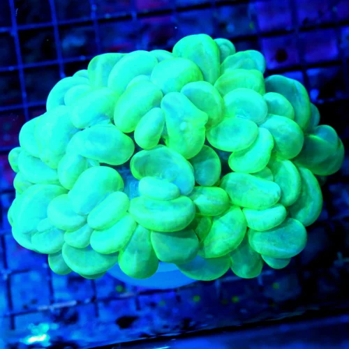 WYSIWYG 5.5X4.5 XL ULTRA LIME GREEN BLUE YELLOW ULTRA COLORED INDO BUBBLE CORAL live coral for sale - Extreme Corals