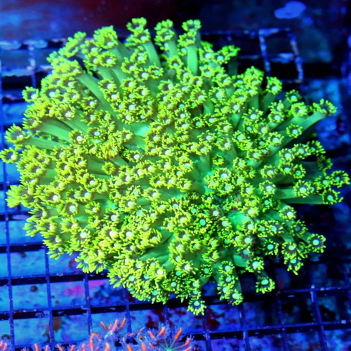 WYSIWYG 8X BLUE EYED ULTRA FLORESCENT NEON TOXIC YELLOW "BLUE JEWELED EYED" INDO GONIOPORA live coral for sale - Extreme Corals