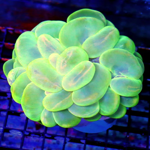 WYSIWYG 5X4 XL ULTRA LIME GREEN BLUE YELLOW ULTRA COLORED INDO BUBBLE CORAL live coral for sale - Extreme Corals