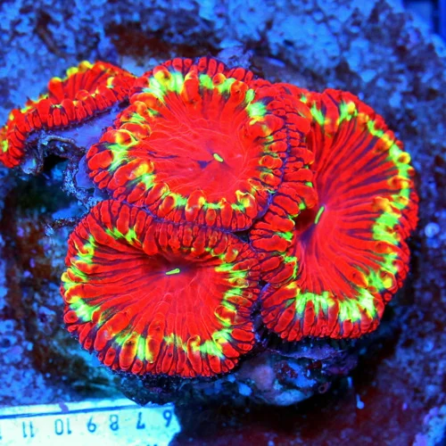 WYSIWYG HANDPICKED BY SCOTT — ULTRA-COLORED, VERY RARE BLASTOMUSSA WELLSI — THIS IS INCREDIBLE! live coral for sale - Extreme Corals