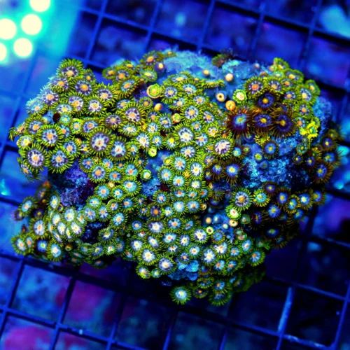 WYSIWYG 4x4 "ULTRA SCRAMBLED EGGS ZOANTHID COLONY" VERY VERY HARD TO GET ZOANTHID FULL COLONY live coral for sale - Extreme Corals