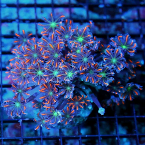 WYSIWYG 5x4 INSANE "BLUE FIRECRACKER CLOVE POLYP" PERFECT SPECIMEN VERY HARD TO GET!! live coral for sale - Extreme Corals
