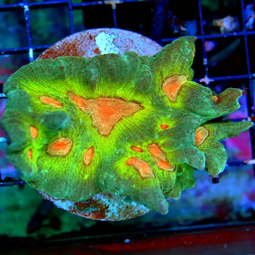 WYSIWYG 4.5x3.5 OUTSTANDING ULTRA COLORED ULTRA GRADE "ORANGE EYED SPACE INVADER PECTINIA" ONE OF MY FAVORIT live coral for sale - Extreme Corals