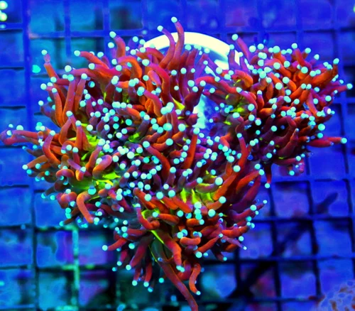 WYSIWYG 5.5X4.5 GIANT XXL ULTIMATE ULTRA ULTRA COLORED NEW YORK KNICKS INDO TORCH-ABSOLUTE COLLECTORS ITEM live coral for sale - Extreme Corals