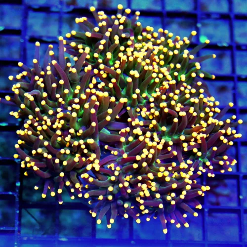 WYSIWYG 5.5X4.5 UNREAL GOLD-TIP BLACK TORCH CORAL COLLECTORS ITEM CENTERPIECE TORCH IN ANYONES TANK live coral for sale - Extreme Corals