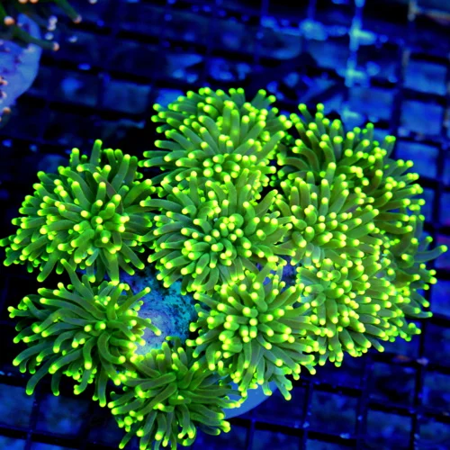 WYSIWYG 7X6.5 7X6.4 "GIANT KRYTONITE YELLOW TIPPED INDO TORCH" STUNNING GIANT CENTERPIECE!! live coral for sale - Extreme Corals