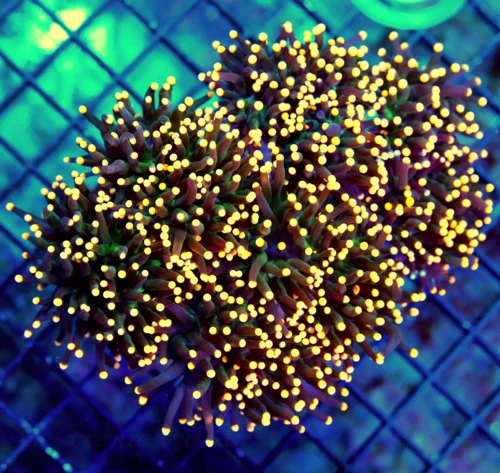 WYSIWYG 6X5 UNREAL GOLD-TIP BLACK TORCH CORAL COLLECTORS ITEM CENTERPIECE TORCH IN ANYONES TANK live coral for sale - Extreme Corals