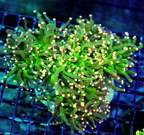 WYSIWYG 7X7 GIANT XXL "ORANGE-TIPPED COTTON CANDY TORCH CORAL" ABSOLUTELY INSANE XXL CENTERPIECE live coral for sale - Extreme Corals