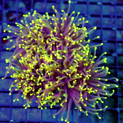 WYSIWYG 7X6 VERY VERY VERY RARE COLORED "YELLOW-GREEN-TIP PURPLE TORCH CORAL-SHOWPIECE!!!!! live coral for sale - Extreme Corals