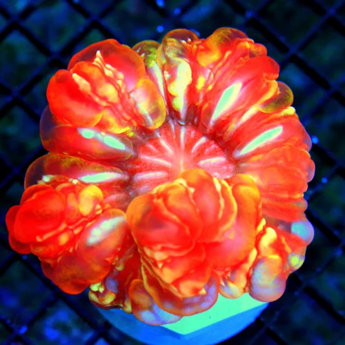 WYSIWYG 4.5X4.5 BOOK QUALITY COLOR "ULTRA RED RAINBOW CYNARINA CORAL" TOTALLY INSANE live coral for sale - Extreme Corals