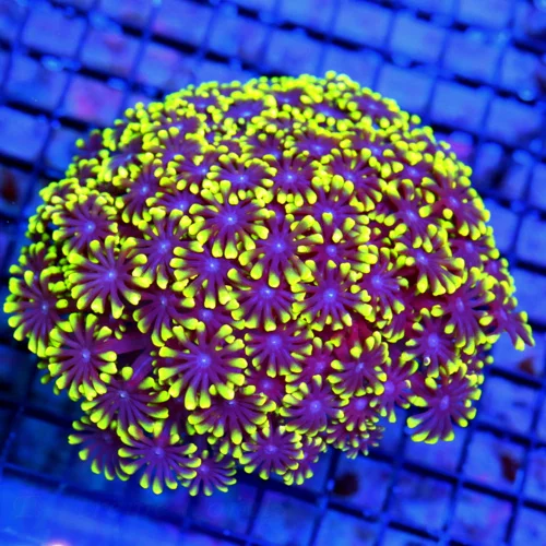 WYSIWYG 5X5 VERY VERY RARE JOKER GONIOPORA CORAL PURPLE POLYPS WITH BRIGHT NEON YELLOW-GREEN TIPS. live coral for sale - Extreme Corals
