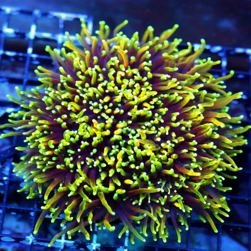 WYSIWYG 6.5X6.5 XXL CENTERPIECE "ULTRA DRAGON SOUL TORCH CORAL" KNOCK YOUR SOCKS OFF AWESOME!! live coral for sale - Extreme Corals