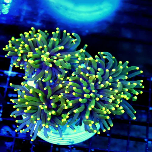 WYSIWYG 7X6 VERY VERY VERY RARE COLORED "YELLOW-GREEN-TIP PURPLE TORCH CORAL-SHOWPIECE!!!!! live coral for sale - Extreme Corals