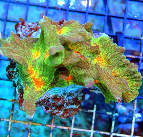 WYSIWYG 5.5X4.5 OUTSTANDING ULTRA COLORED ULTRA GRADE "ORANGE EYED SPACE INVADER PECTINIA" ONE OF MY FAVORIT live coral for sale - Extreme Corals