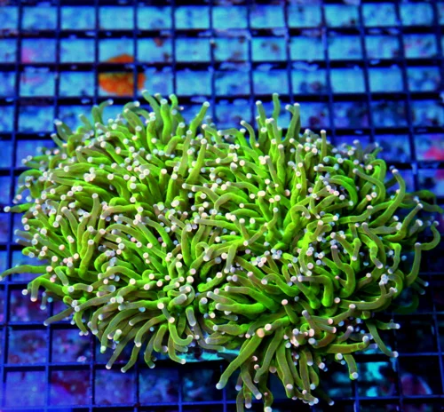 WYSIWYG 7X6  OUTRAGEOUS COLOR!! ULTRA ULTRA GRADE "CAREBEAR TORCH" THIS IS DEFINATELY MUST PURCHASE COLLECTO live coral for sale - Extreme Corals