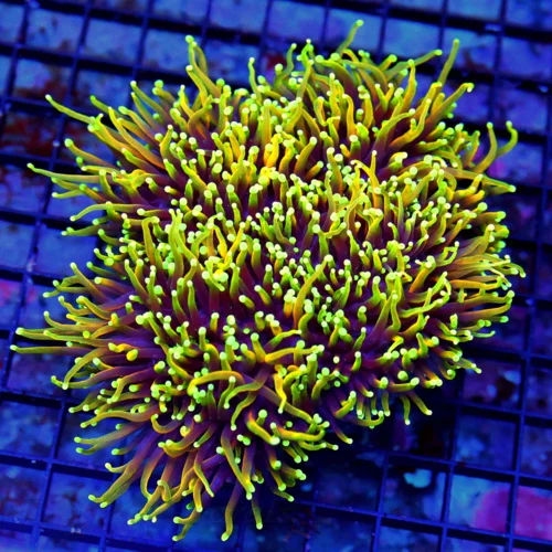 WYSIWYG 7X6.5 XXL XXL CENTERPIECE "ULTRA HELLFIRE TORCH CORAL" KNOCK YOUR SOCKS OFF AWESOME!! live coral for sale - Extreme Corals