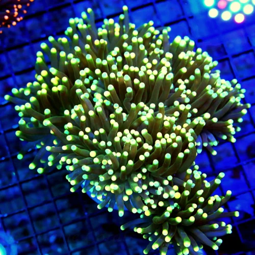 WYSIWYG 8X7 GIANT XXL CENTERPIECE I HAVE NEVER SEEN THIS COLOR BEFORE ONE OF A KIND live coral for sale - Extreme Corals