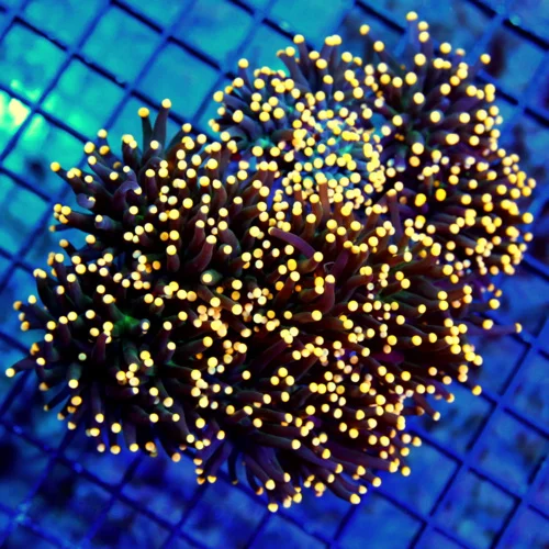 WYSIWYG 5.5X5.5 XXL UNREAL GOLD-TIP BLACK TORCH CORAL COLLECTORS ITEM CENTERPIECE TORCH IN ANYONES TANK live coral for sale - Extreme Corals