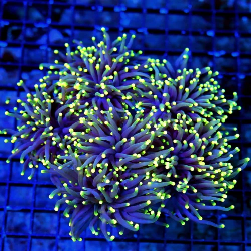 WYSIWYG 7X7 OUT OF THIS WORLD XXL PURPLE MULTICOLORED YELLOW TIPPED COLLECTORS ITEM TORCH live coral for sale - Extreme Corals