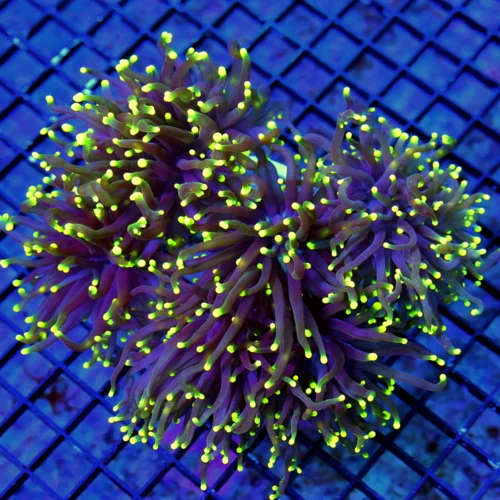 WYSIWYG 7X6 VERY VERY VERY RARE COLORED "YELLOW-GREEN-TIP PURPLE TORCH CORAL-SHOWPIECE!!!!! live coral for sale - Extreme Corals
