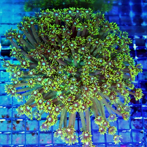 WYSIWYG 10X10 BLUE EYED ULTRA FLORESCENT NEON TOXIC YELLOW "BLUE JEWELED EYED" INDO GONIOPORA live coral for sale - Extreme Corals