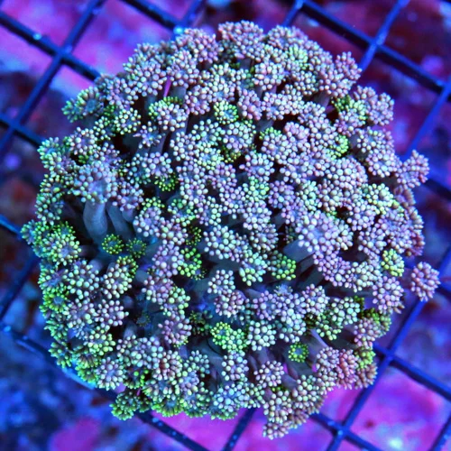 WYSIWYG 5X5 VERY VERY VEYR HARD TO GET ULTRA PURPLE ULTRA GRADE AUSSIE GONIOPORA live coral for sale - Extreme Corals