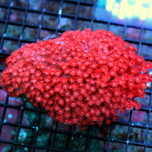 WYSIWYG 6.5X5 XXL GIANT ULTRA CENTERPIECE RED FIRECRSCKER GONIOPORA-INCREDIBLE CENTERPIECE live coral for sale - Extreme Corals