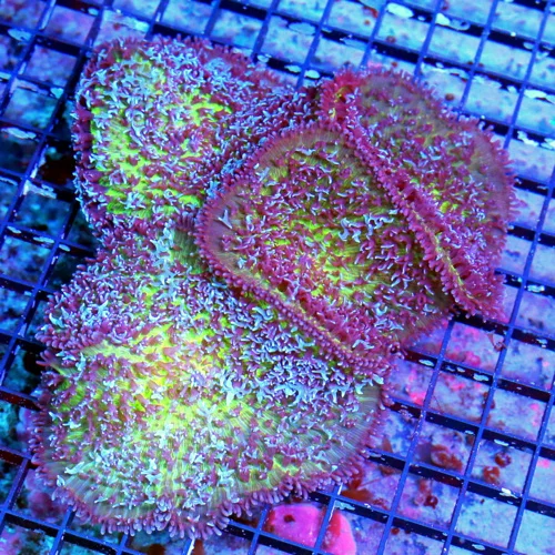 WYSIWYG 7X7 ULTRA RARE AUSSIE GIANT CARPET BUBBLE MUSHROOM-ULTRA ULTRA RARE SPECIMEN!!! live coral for sale - Extreme Corals