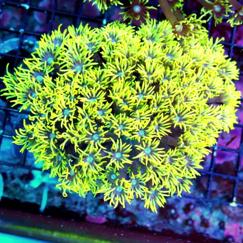 WYSIWYG 10X10 BLUE EYED ULTRA FLORESCENT NEON TOXIC YELLOW "BLUE JEWELED EYED" INDO GONIOPORA live coral for sale - Extreme Corals