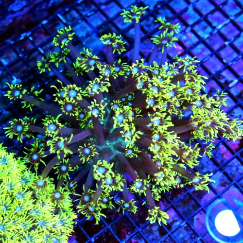 WYSIWYG 8X7 GIANT XXL CENTERPIECE I HAVE NEVER SEEN THIS COLOR BEFORE ONE OF A KIND live coral for sale - Extreme Corals