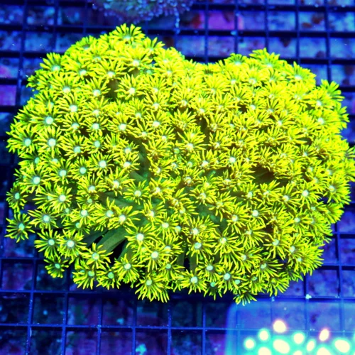 WYSIWYG 8X7 XXL GIANT 8X8 XXL FLORESCENT NEON YELLOW WHITE JEWELED EYED ULTRA GRADE COLLECTOR GONIOPORA live coral for sale - Extreme Corals