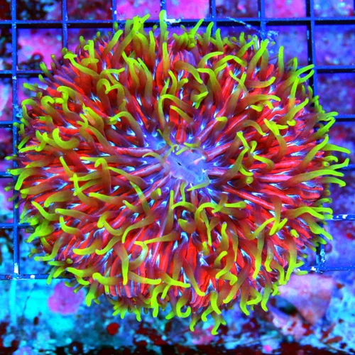 WYSIWYG 4.5x4.5 XL COLLECTOR'S ITEM - EXTREMELY HARD TO GET "PINK HUCKLEBERRY JAM DIASERIS PLATE CORAL" live coral for sale at Extreme Corals