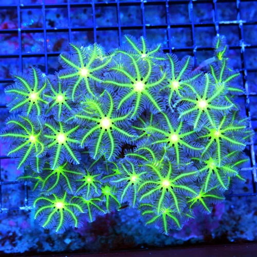 WYSIWYG 6x5 ULTRA ULTRA GLOWING GREEN EYED ULTRA COLORED XL INCO CLOVE POLYP live coral for sale - Extreme Corals