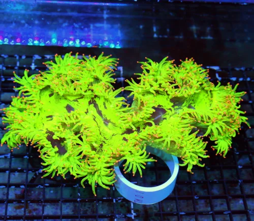 WYSIWYG 14X10 GIGINATIC CENTERPIECE PINK TIPPED GLOW IN THE DARK NEON YELLOW-GREEN CENTERPIECE ELEGANCE live coral for sale - Extreme Corals