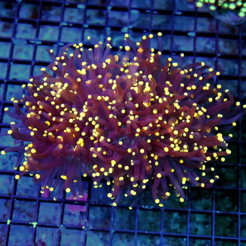 WYSIWYG 7x5 XXL UNREAL GOLD-TIP BLACK TORCH CORAL COLLECTORS ITEM CENTERPIECE TORCH IN ANYONES TANK live coral for sale - Extreme Corals