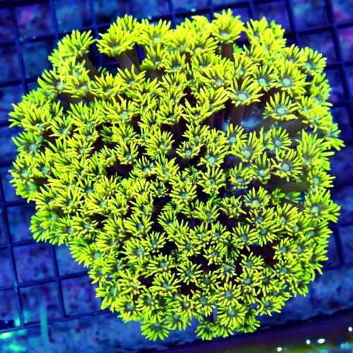 WYSIWYG 7X7 XXL FLORESCENT NEON YELLOW BLUE JEWELED EYED ULTRA GRADE COLLECTOR GONIOPORA live coral for sale - Extreme Corals